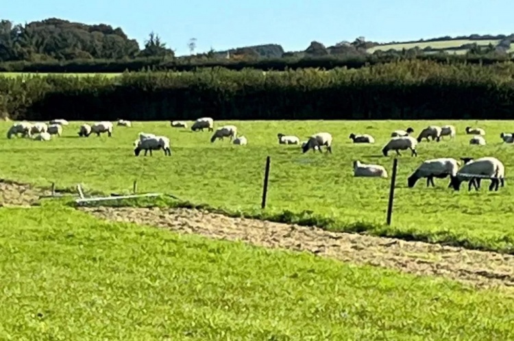 没绷住200只羊入侵球场并留下遍地粪便，英国一球赛被迫推迟